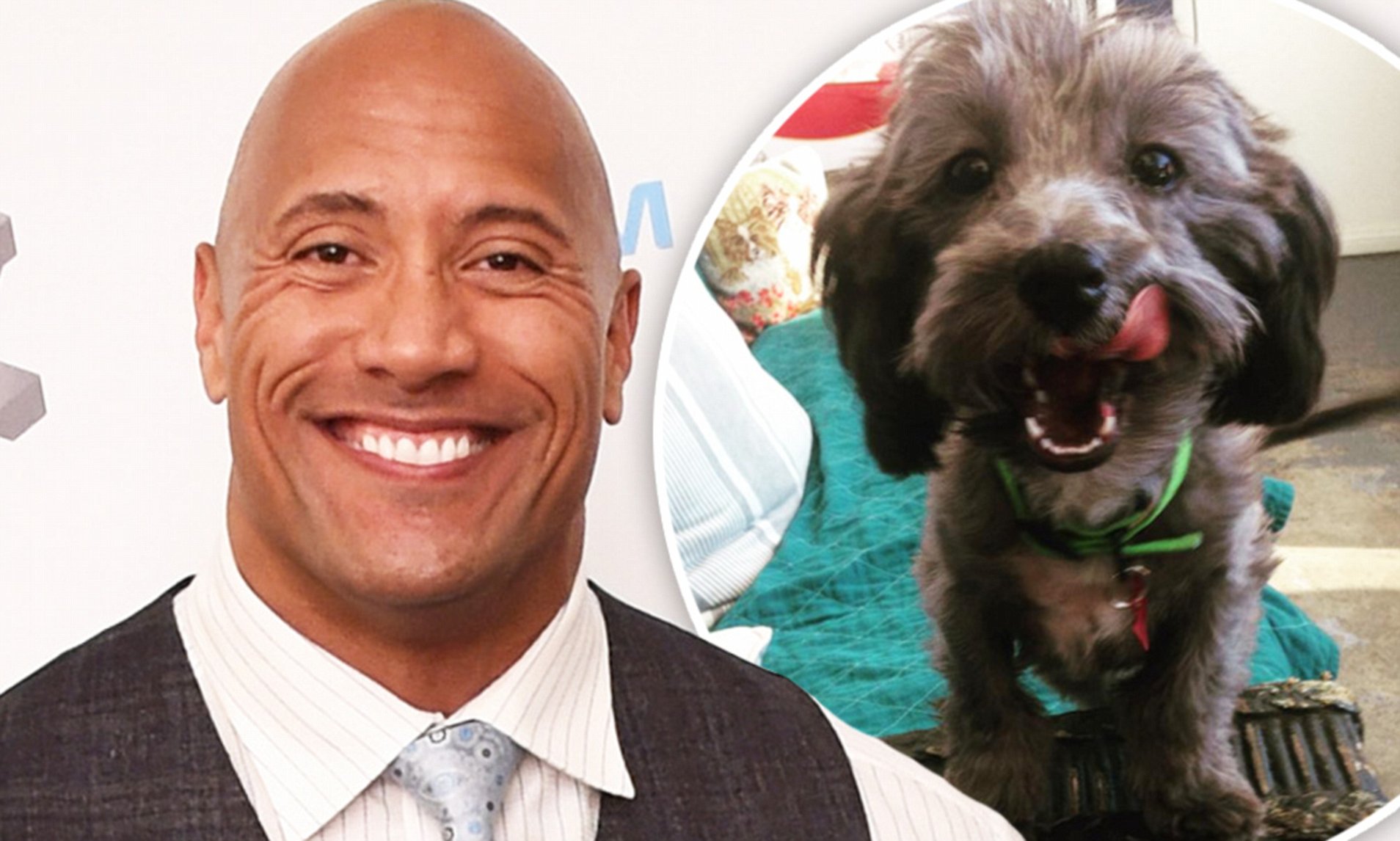 Dwayne 'The Rock' Johnson donates $1,500 for surgery for puppy named after  him | Daily Mail Online